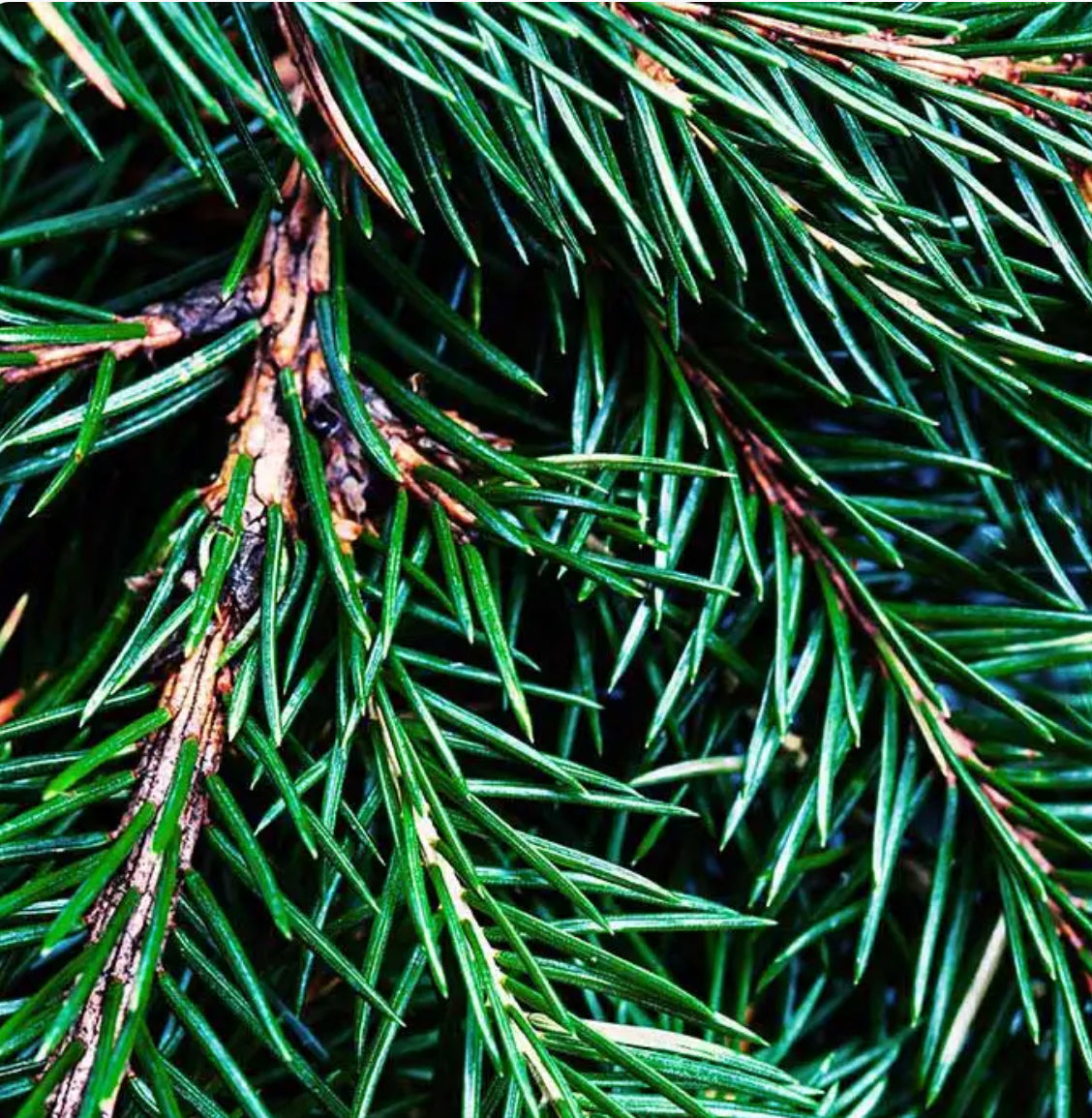 Wax Melts - Clamshell