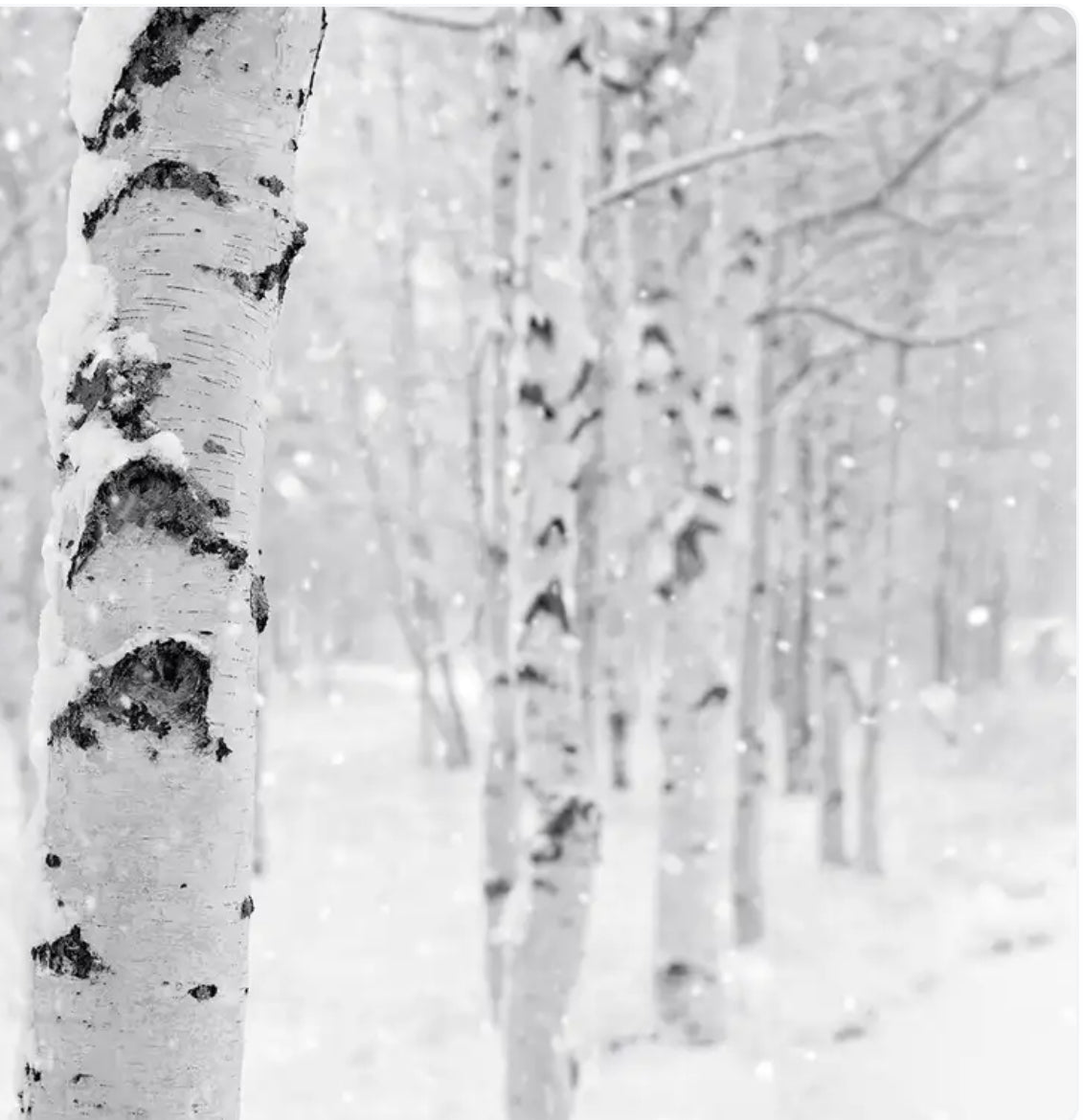 Wax Melts - Clamshell