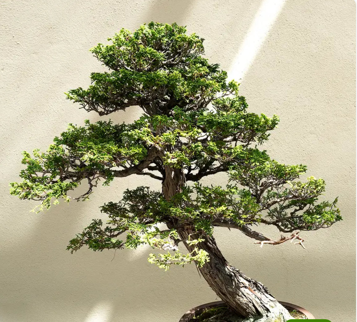 Wax Melts - Clamshell